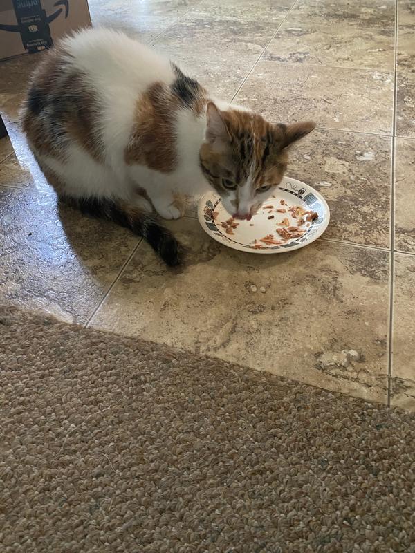 Spark LOVES her new treat