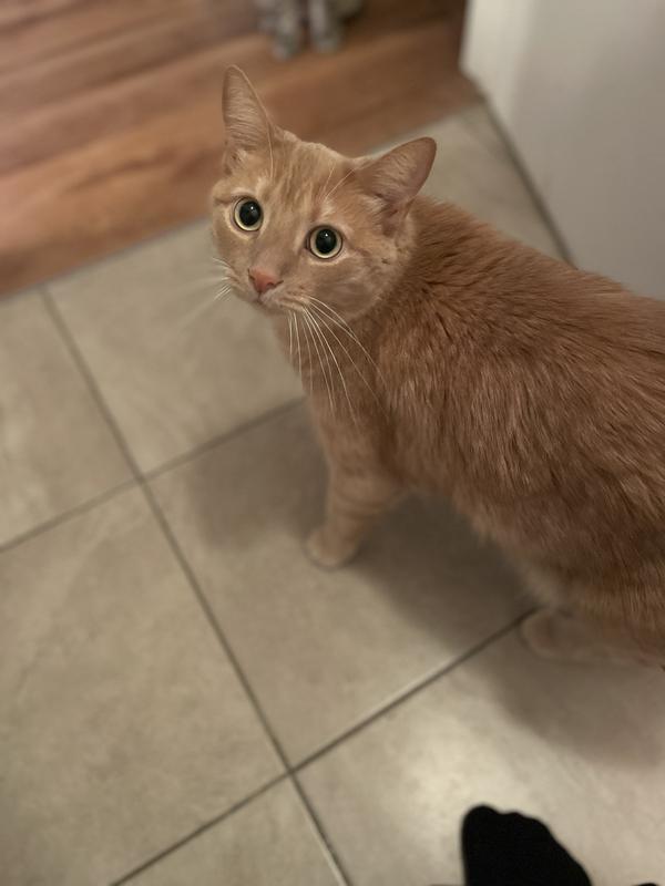 Jackson waiting for his treat