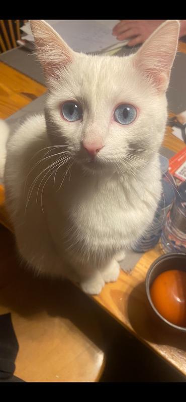 My cat