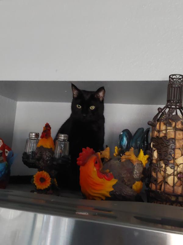 On top of the fridge