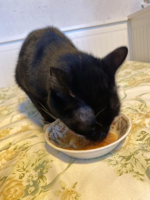 best cat treat for older cats