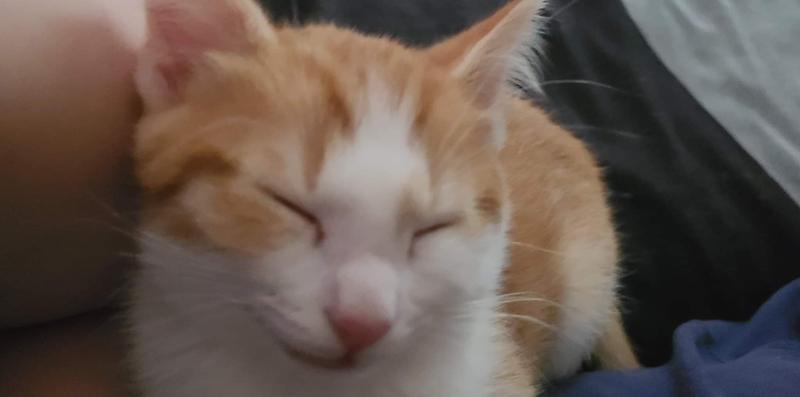 Snoozing after hus lickable stews