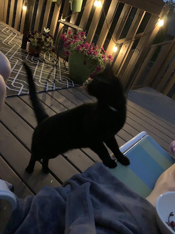 My kitty when we had beautiful weather, last summer ❤️