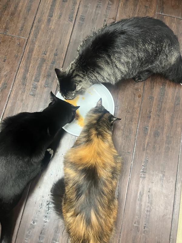 Photo - commentaire 5.