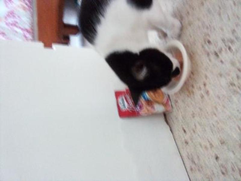 new favorite treat!!