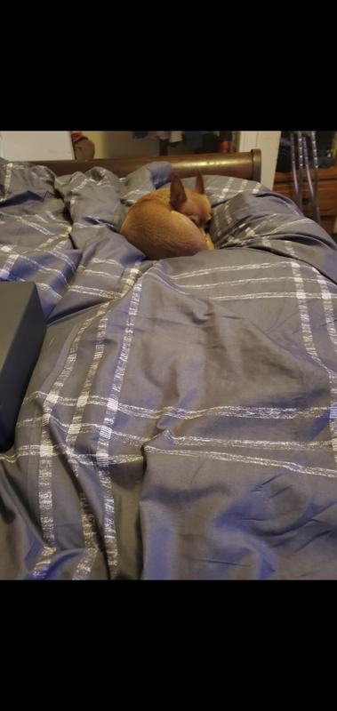 Even my doggo likes the comforter!