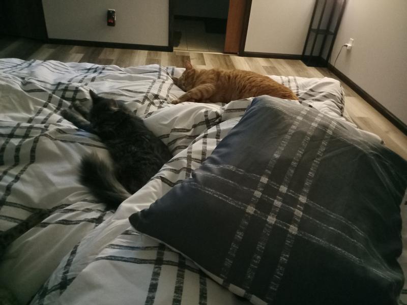 Cats are loving the new comforter