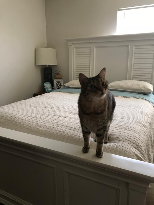 Kitty approved Otto 3 piec Coverlet Set