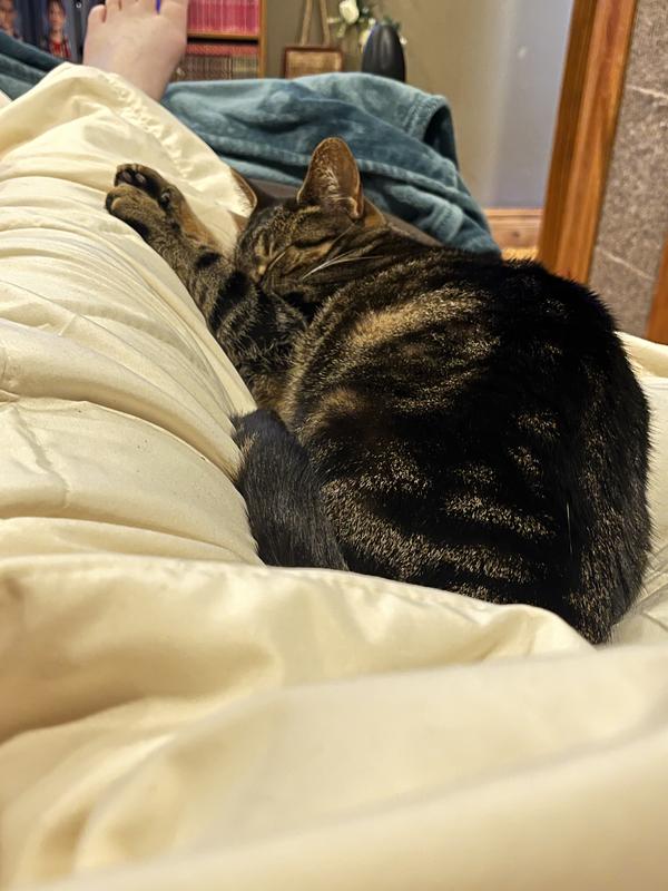 Kitty approved!