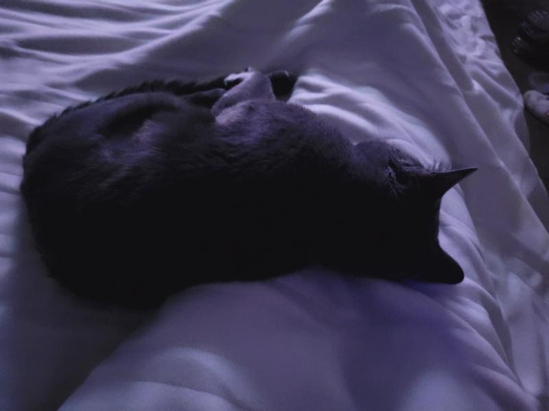 Kitty loving the warmth