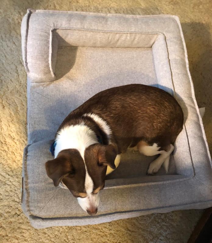 Martha stewart dog bed hotsell