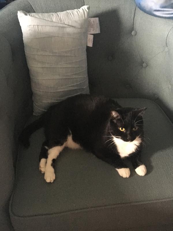 Chair quickly taken over by cat