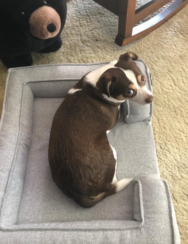 Martha stewart snuggler dog bed best sale