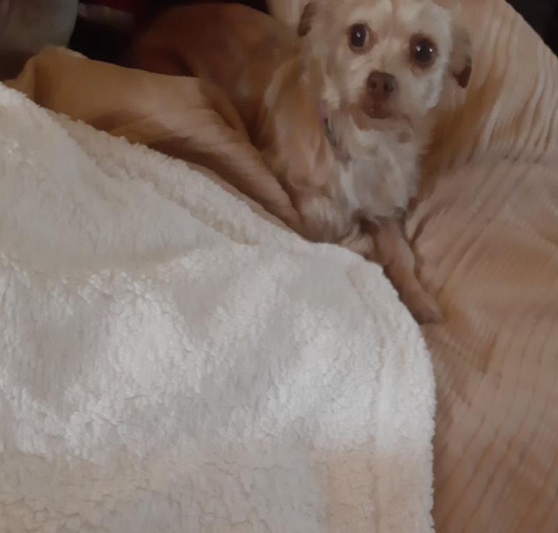 My dog tried to steal blanket