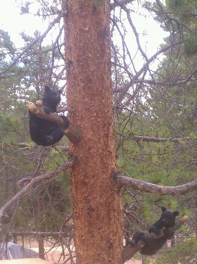 Black Bear Cub In A Tree Sculpture - Design Toscano