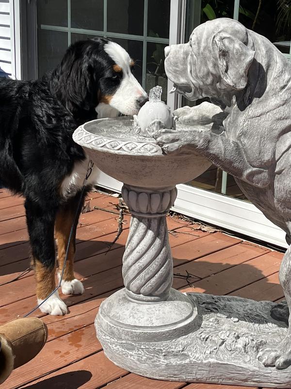 Large dog drinking outlet fountain