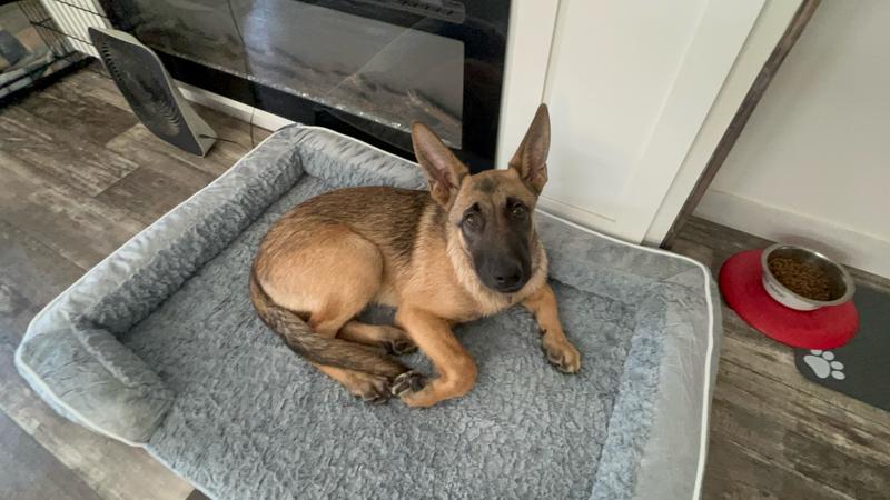 Had to get her an XL Bed because she’s growing fast