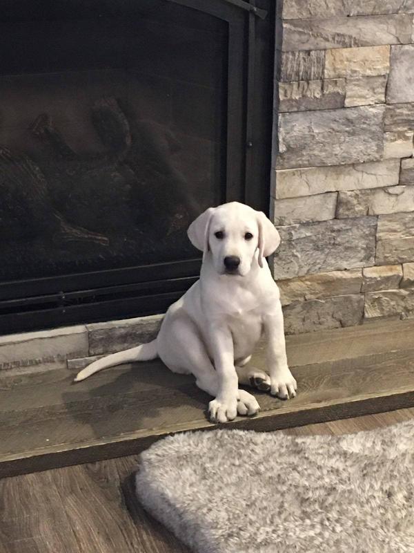 can 2 month old puppies eat treats