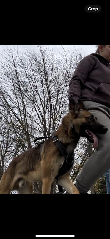 Trauma, a 15-month-old Malinois kept lean & fit by a combination of work and a great diet!