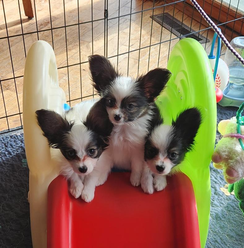 Three Papillions growing beautifully with lots of energy.