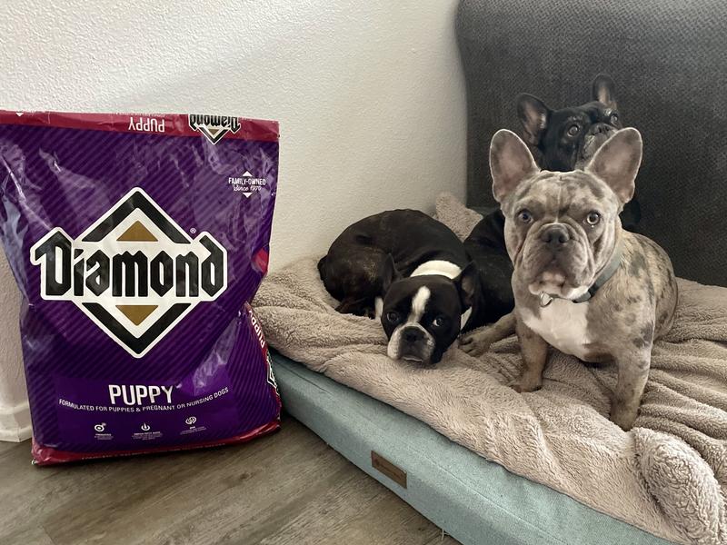 Diamond Puppy Dog Food Pet Supplies Plus