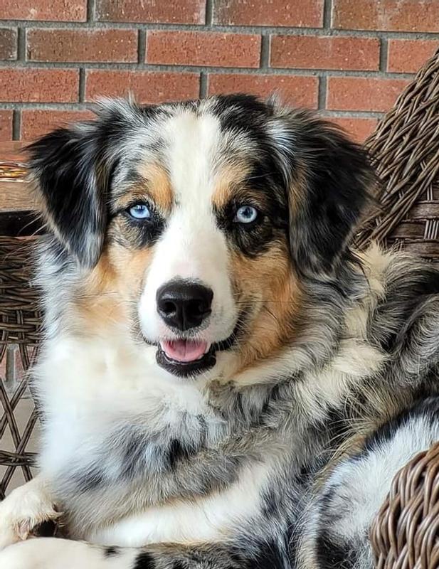 Diamond Naturals Adult Dry Dog Food Lamb Meal Rice Formula