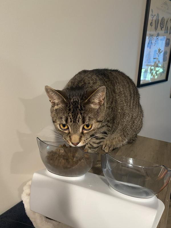 Baku loves his kibble!