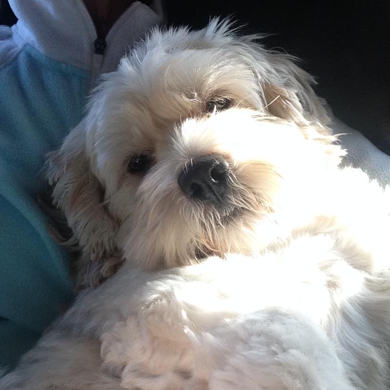 My puppy mill rescue