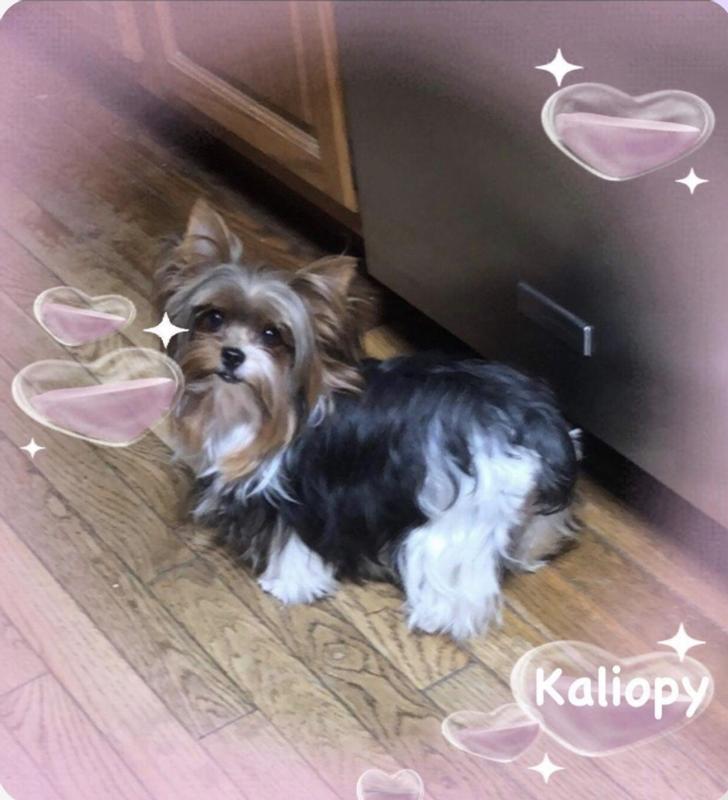 AKC Yorkie Kaliopy
