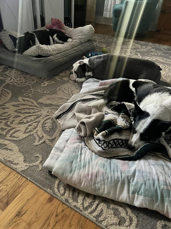 Lazy after their fill of Diamond brand dog food