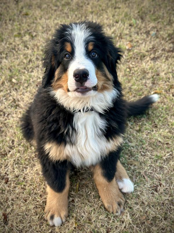 Food 10 Month Old Bernese Mountain Dog Diamond Naturals Large