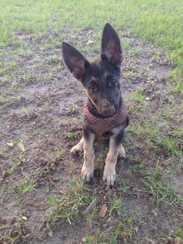 Diamond Naturals Large Breed Puppy Lamb Rice Formula Dry Dog