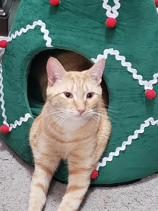 Memphis all ready for Christmas