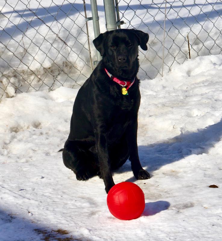 Diamond Naturals Senior Chicken, Egg Oatmeal Dry Dog Food – Petsense