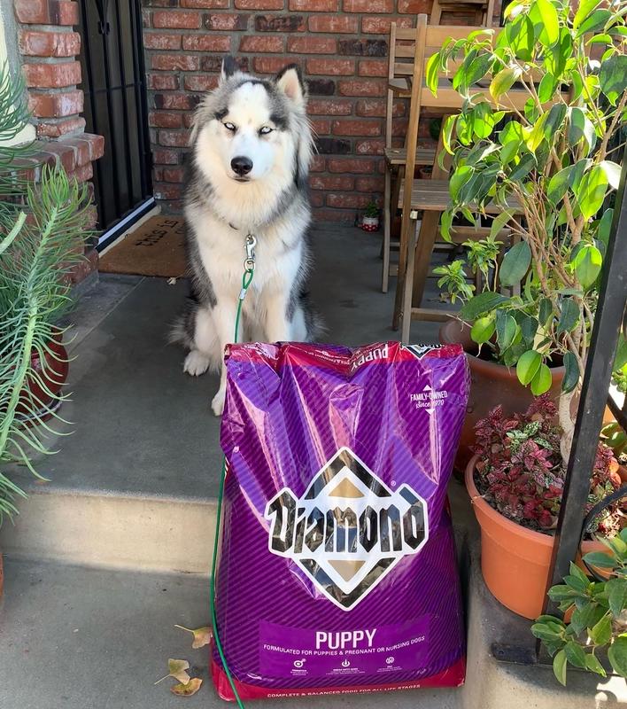 Diamond dog food store puppy