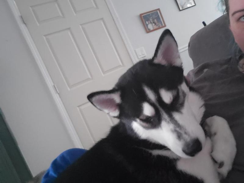 Diamond Hi-Energy Sporting Formula Dry Dog Food