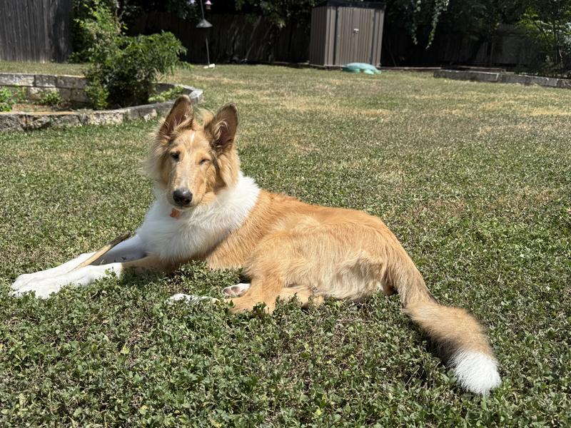 My healthy, happy puppy!