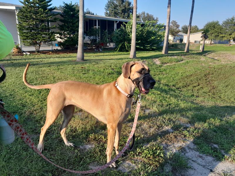 Daisy loves her evening walks