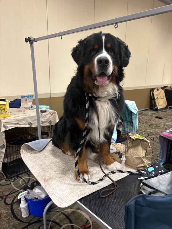 Show pup - complimented by the champions for his coat quality