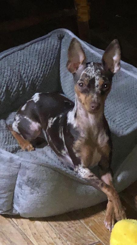 Roo Miniature Pinscher