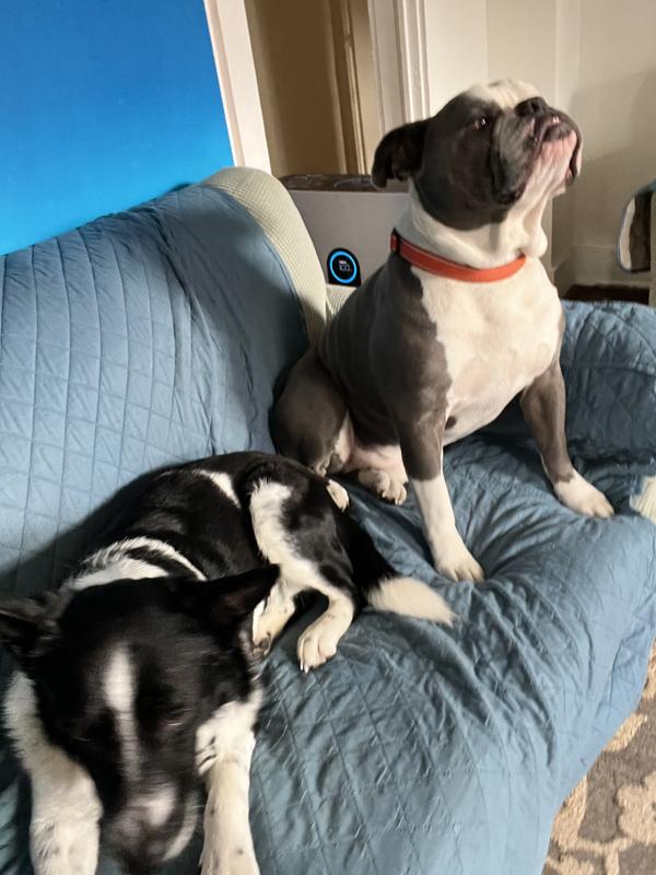 Happy to be going for a stroll