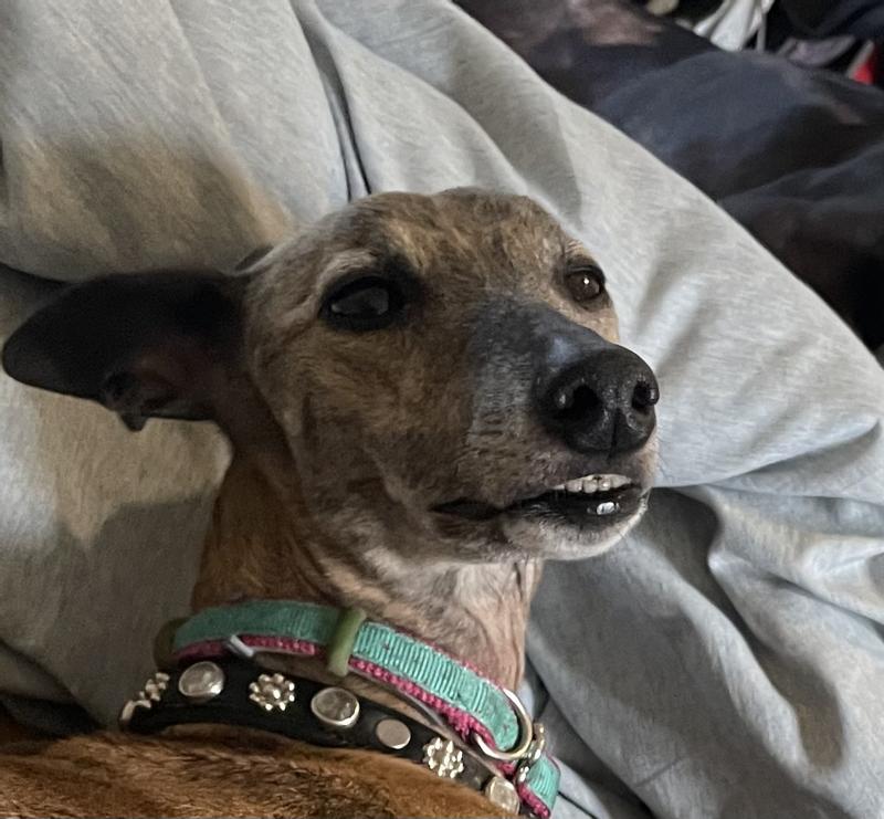 At 9 Tweak had a personal best in dock diving