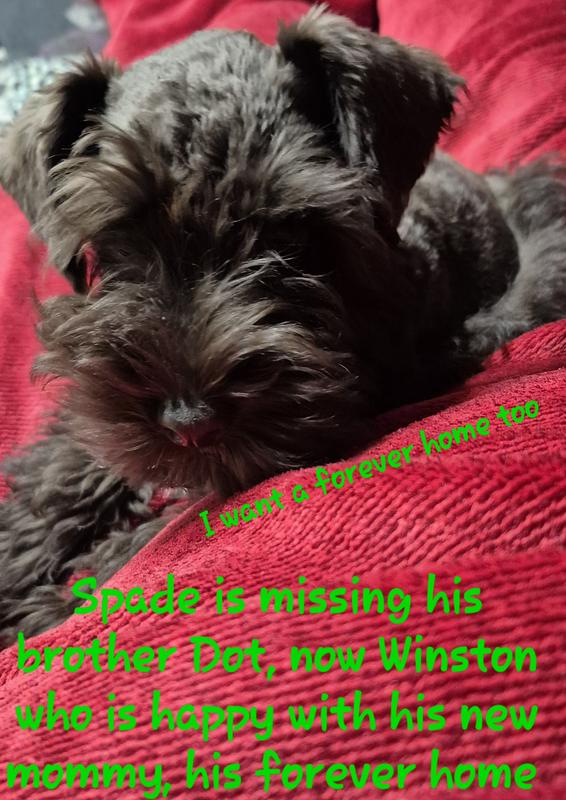 Looking for a forever home