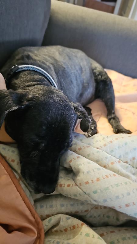 Resting on the couch next to me