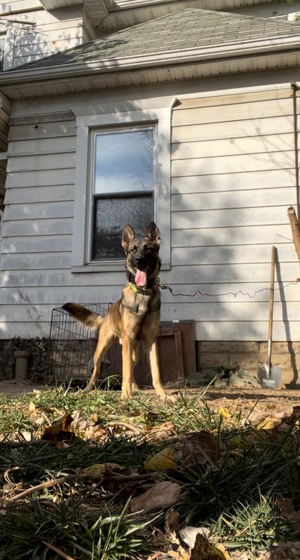 Roman, a 15-month-old working MalinoisX keeping on weight thanks to Diamond