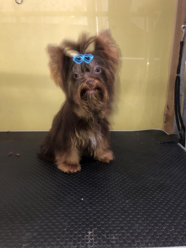 Our male AKC Yorkie