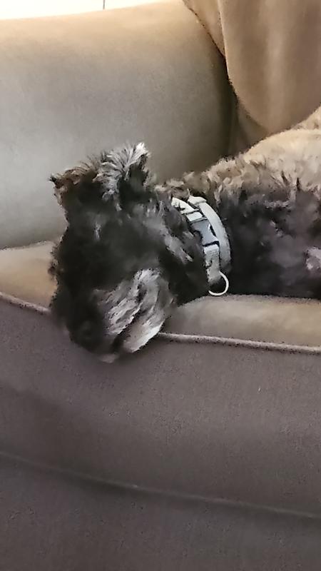 Napping on the chair