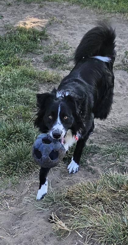 Shaynie, my BorderCollie