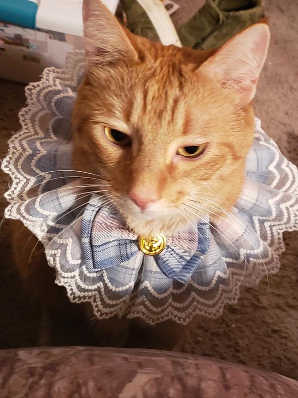 Whitney my southern gentlemen