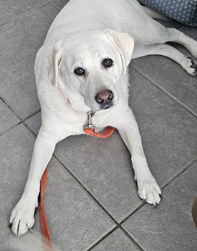 Our beautiful "Millie" after her weight loss, thanks to Diamond Care.